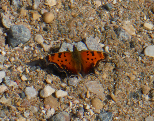 Gray Comma
