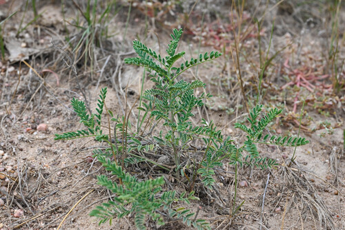 Sophora nuttalliana, 2026-09-17