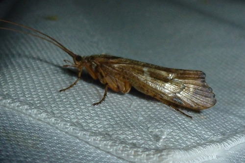 Mottled Sedge