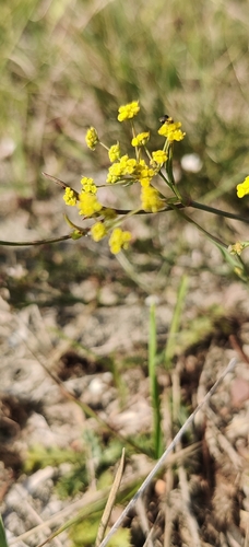 Bupleurum falcatum, photograph 1
