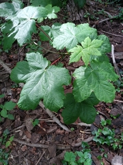 Acer pseudoplatanus