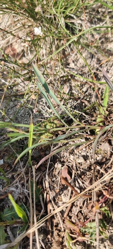Bupleurum falcatum, photograph 2