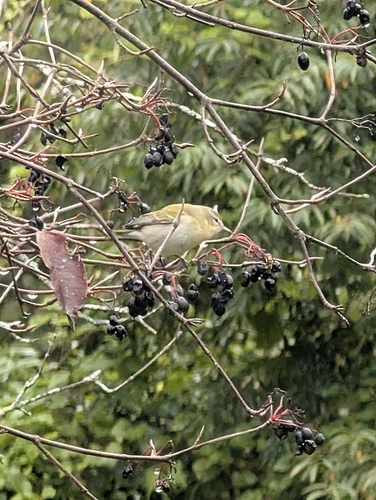 Tennessee Warbler