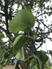 Pyrus communis