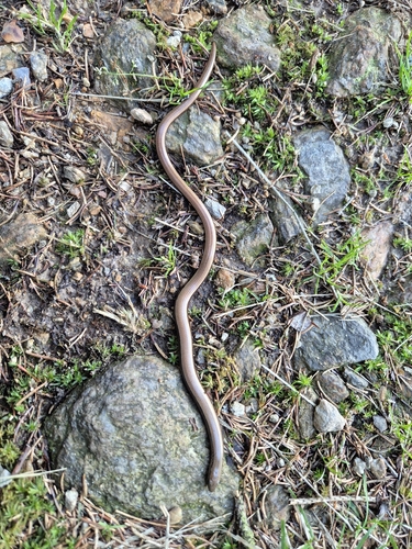 Common Slowworm