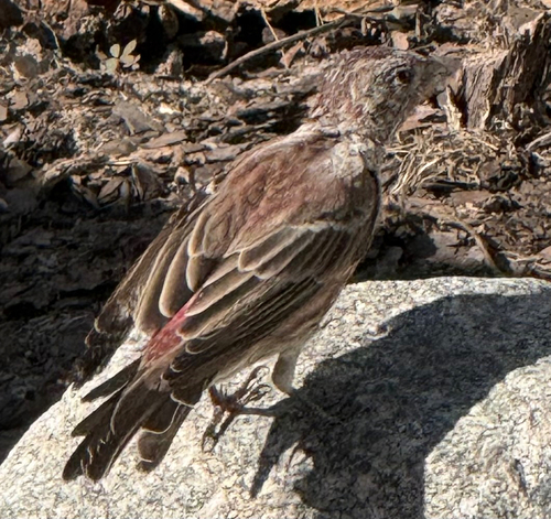 House Finch