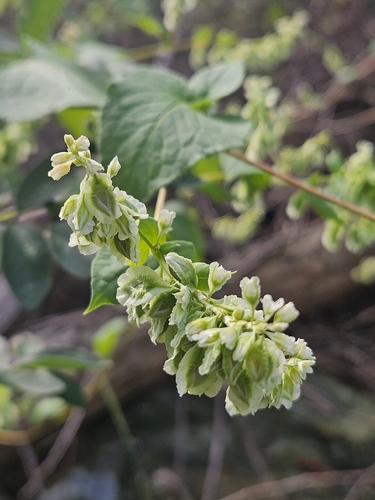 climbing false buckwheat