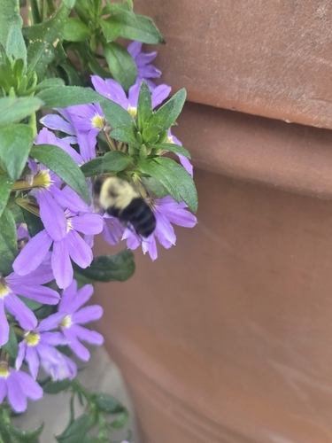 Common Eastern Bumble Bee