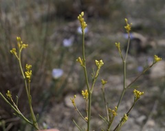 Brassica elongata pinnatifida