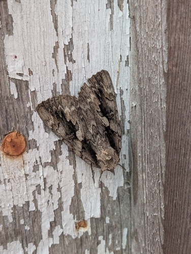 Sweetheart Underwing