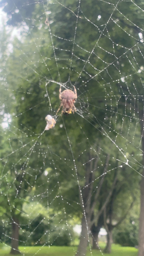 Spotted Orbweaver