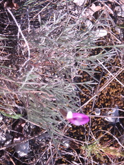 Astragalus subuliformis
