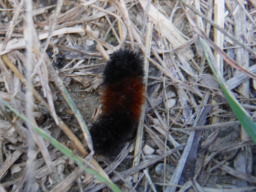 Isabella Tiger Moth