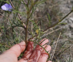 Brassica elongata pinnatifida