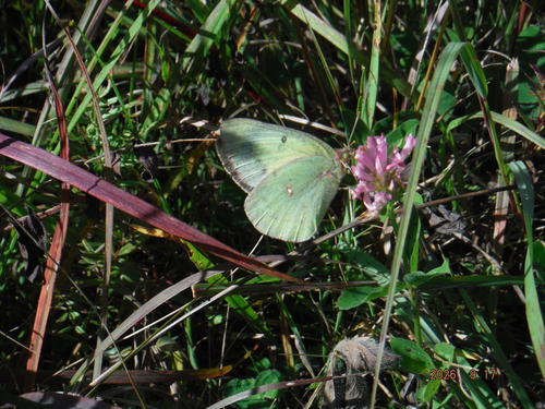 Clouded Sulphur