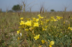 Linum tauricum
