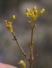 Brassica elongata pinnatifida
