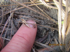 Sidymella trapezia