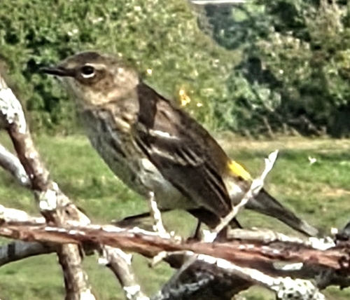 Yellow-rumped Warbler