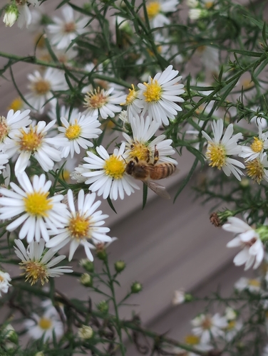 Western Honey Bee