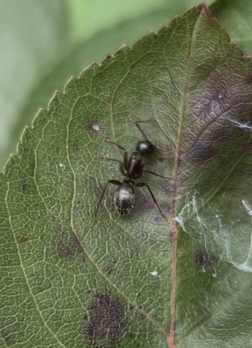 Eastern Black Carpenter Ant