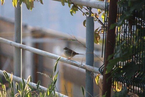 Greater Whitethroat