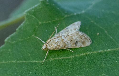 Old World Webworm
