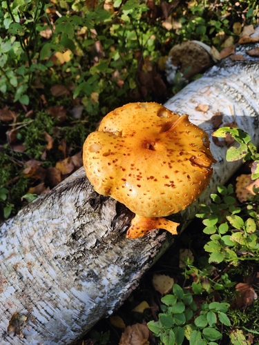Golden Pholiota