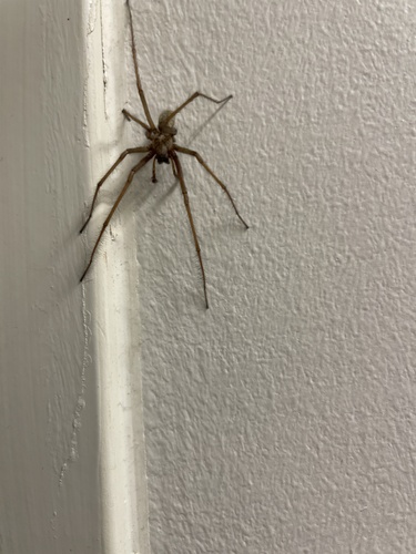 Giant House Spider