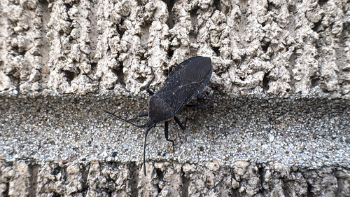 Squash Bug