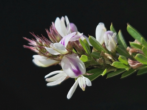 Chinese bushclover