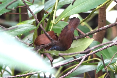 Stachyris erythroptera observed 2026-09-17