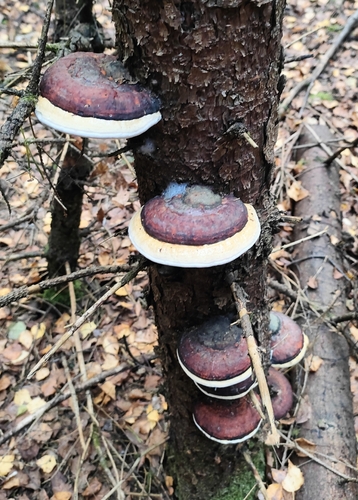 Red-banded Polypore