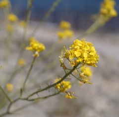 Brassica elongata pinnatifida