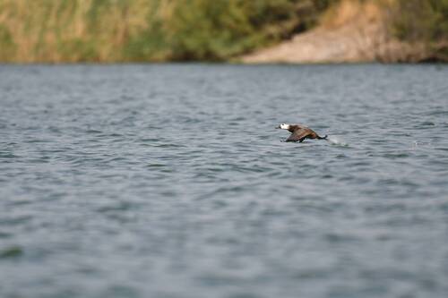 White-headed Duck