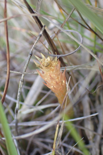 Selaginella selaginoides, photograph 2