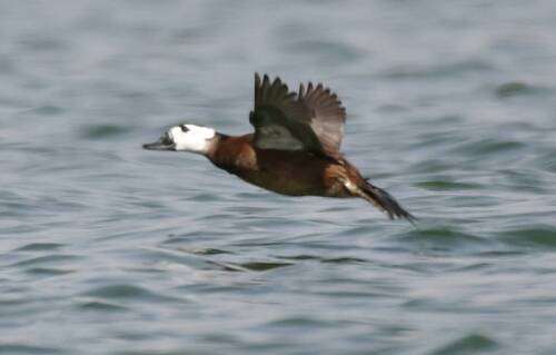 White-headed Duck