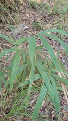 Arundinaria tecta