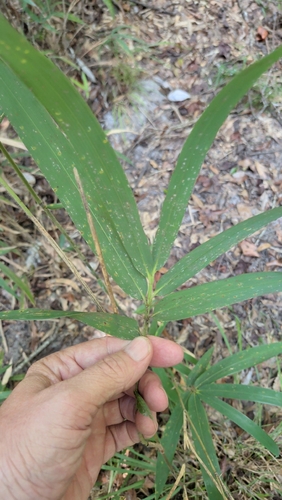 Arundinaria tecta, photograph 2