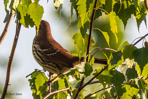 Brown Thrasher