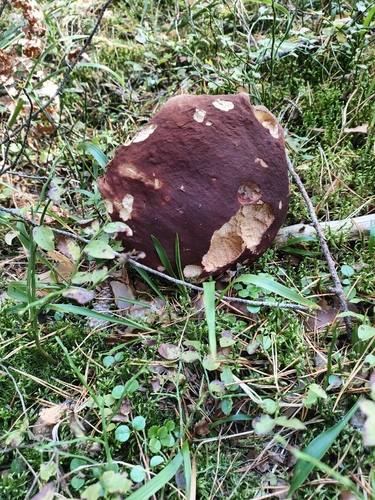 Pine Bolete