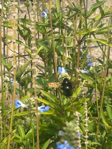 Valley Carpenter Bee