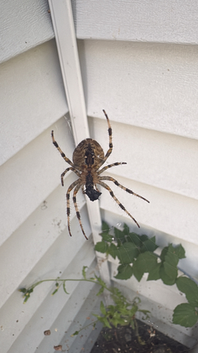 Cross Orbweaver