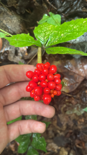 Jack-in-the-Pulpit