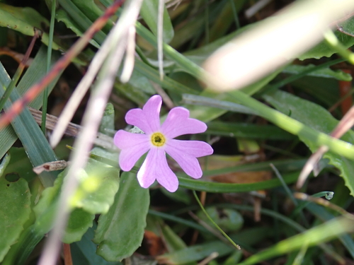Primula farinosa, photograph 1