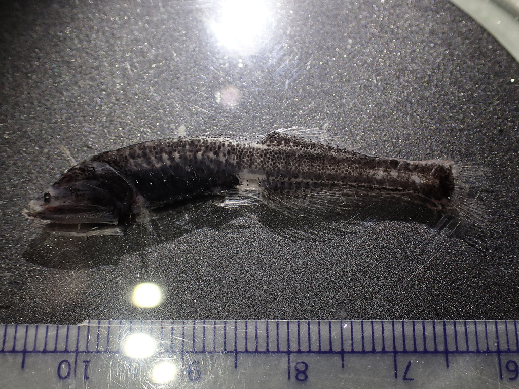 Bent-tooth Bristlemouth