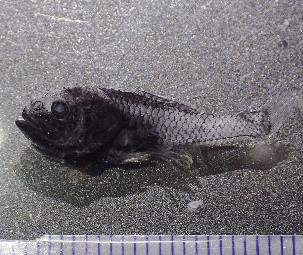 Large-headed Midnight Fish