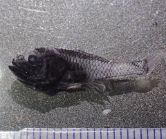 Crested Bigscale