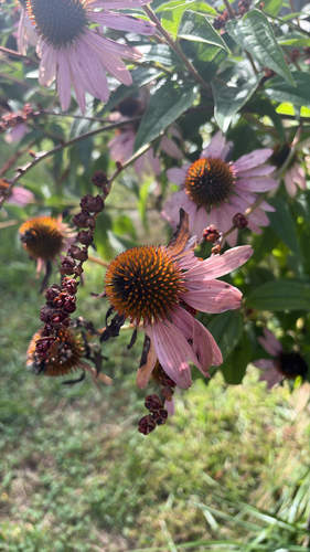 purple coneflower