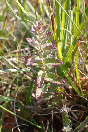 Bartsia alpina, photograph 3